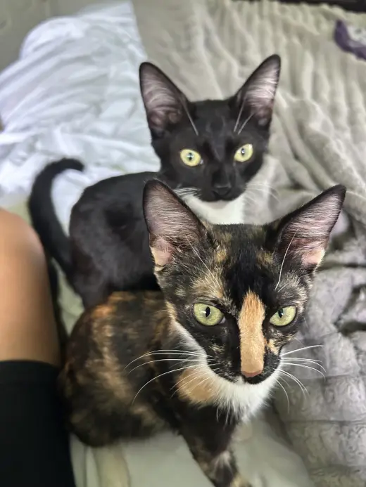 Hilo and Lala