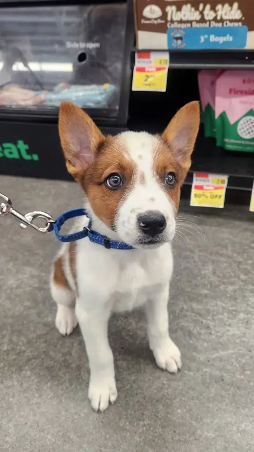 Casper - Halloween Litter