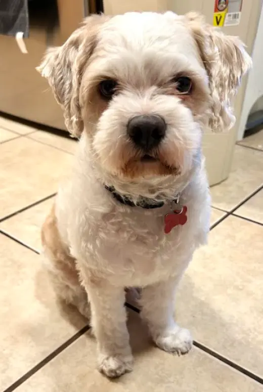 Oso