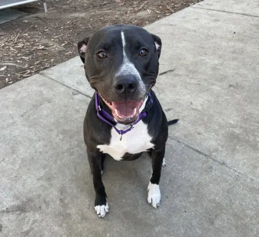 NOVA