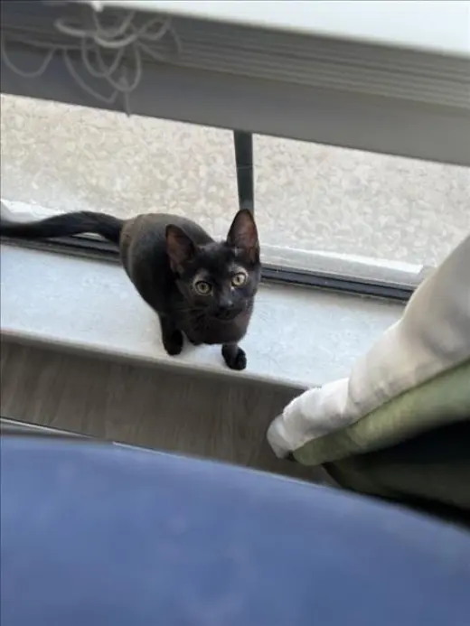 *NINA