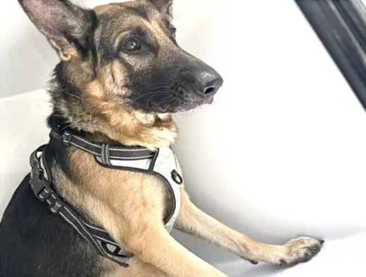 BOLT