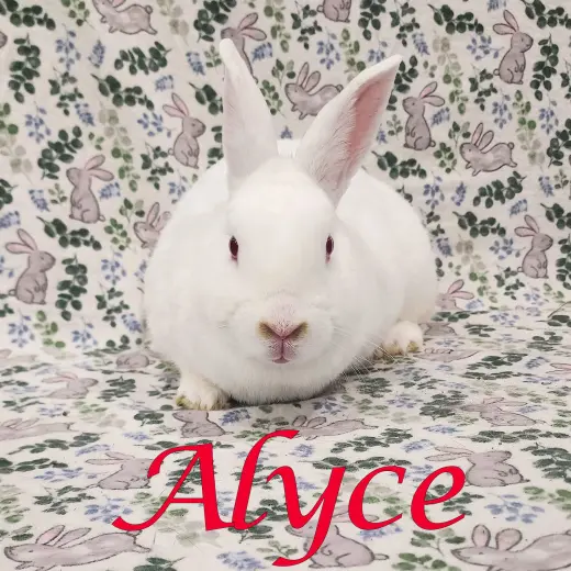 Alyce