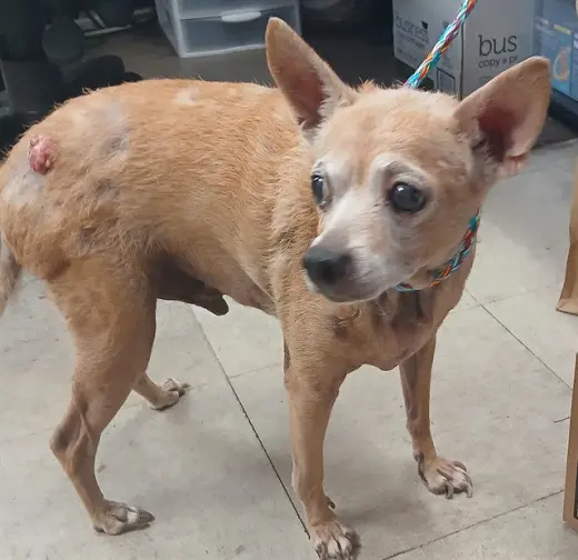 PACO
