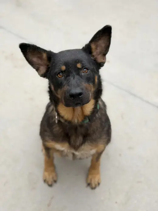 GRACIE