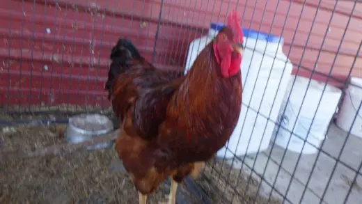 A228288