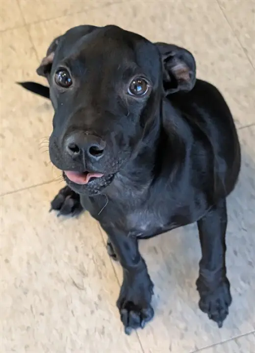 ATLAS