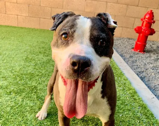 SMILEY