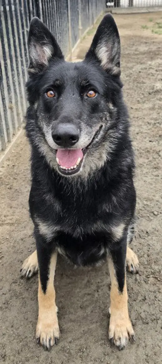 CHICO