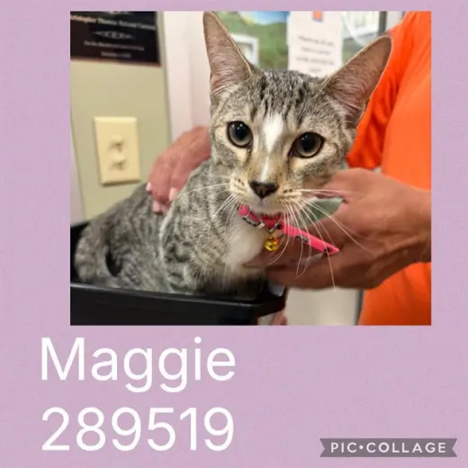 MAGGIE