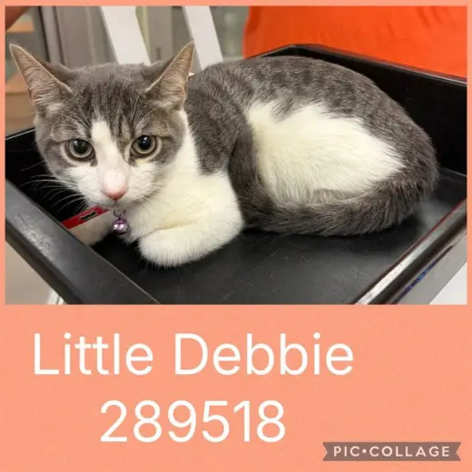 LITTLE DEBBIE