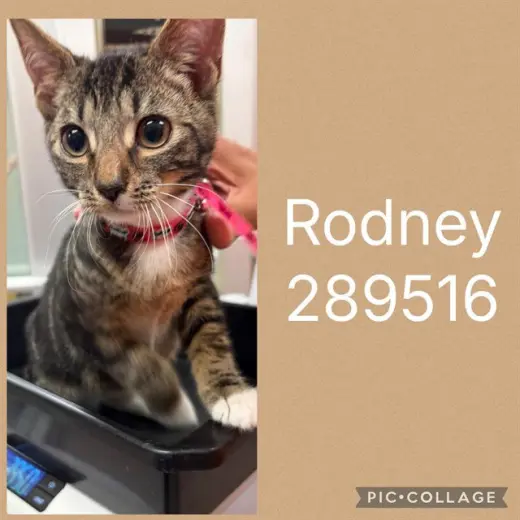 RODNEY