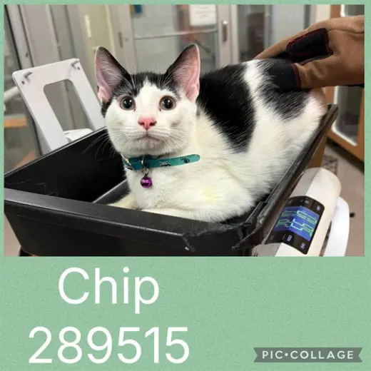 CHIP