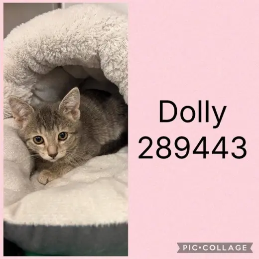 DOLLY