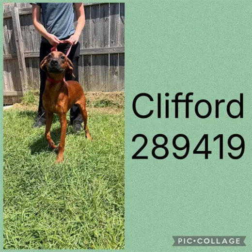 CLIFFORD