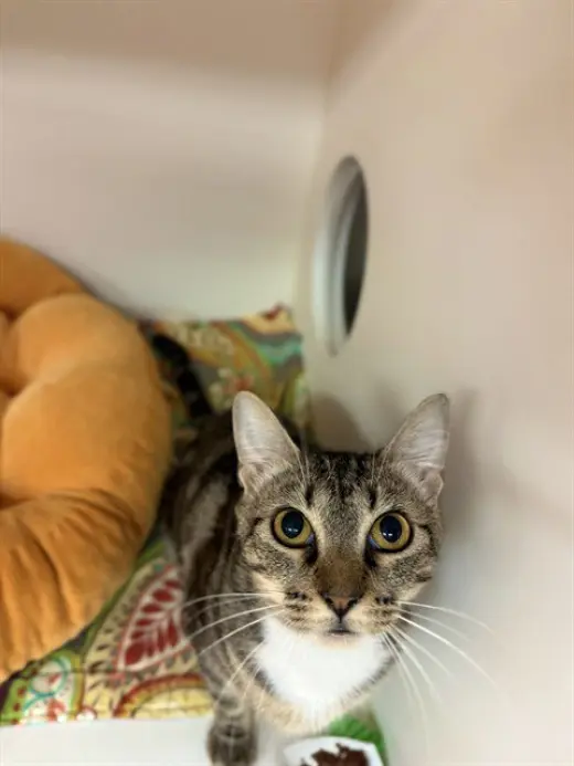 JANE PAWSTEN