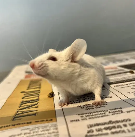 DUMBO