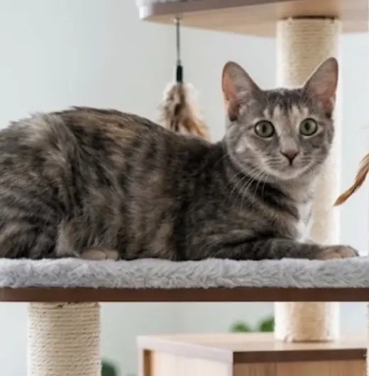 Kissa (bonded to Minou)
