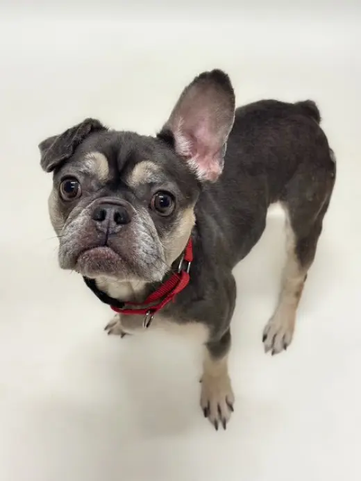 REMI