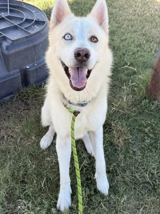 KAI