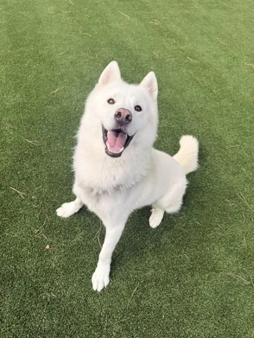 SHIRO