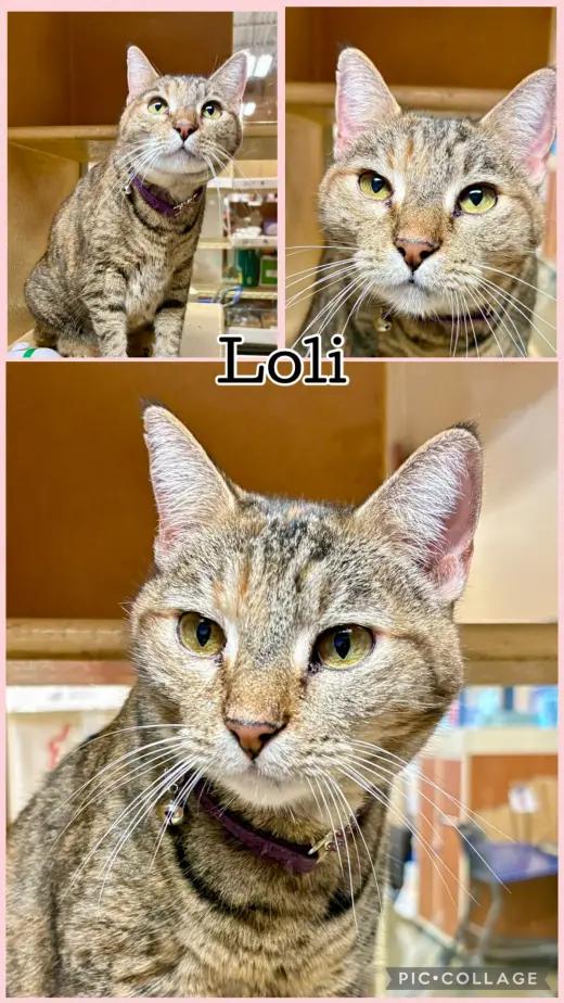 LOLI