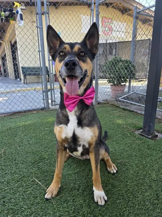 SHEILA