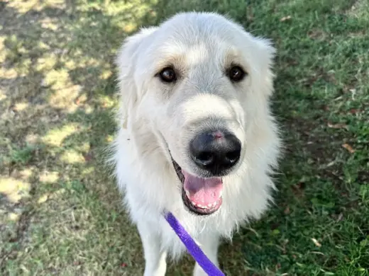 SANDOR