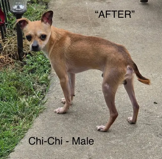 Chi-Chi