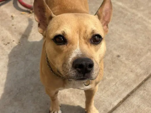 CORA