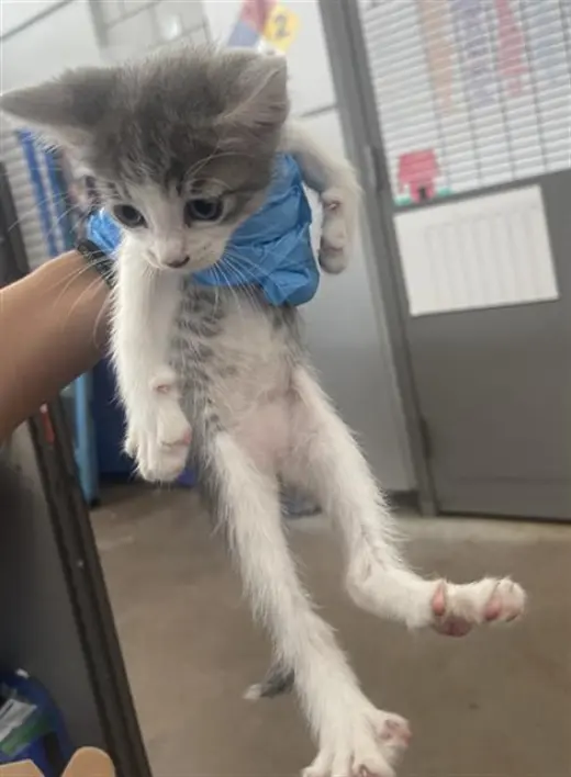POGO