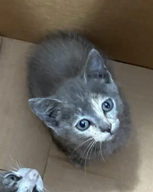LILA
