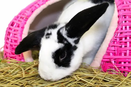 OREO