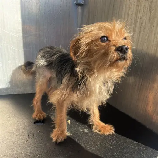 CHEWBARKA