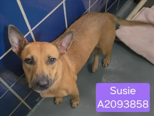 SUSIE