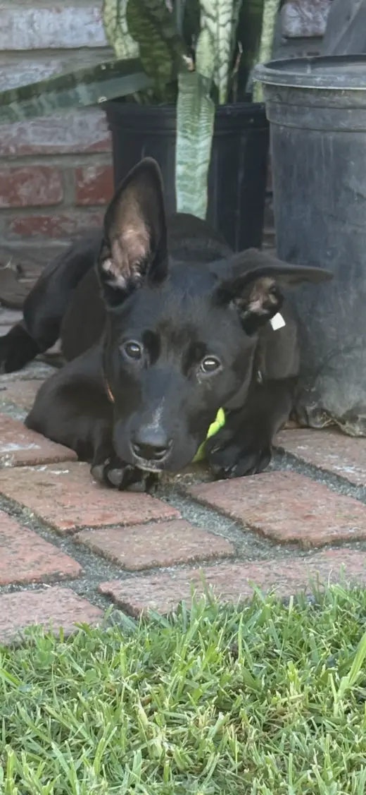 Mimi