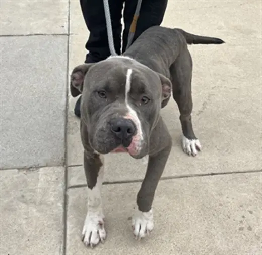 BRUTUS