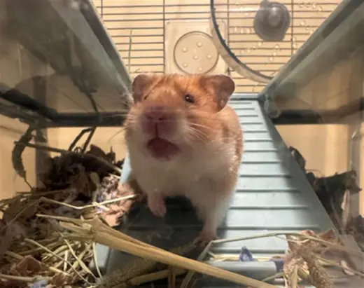 CROUTON