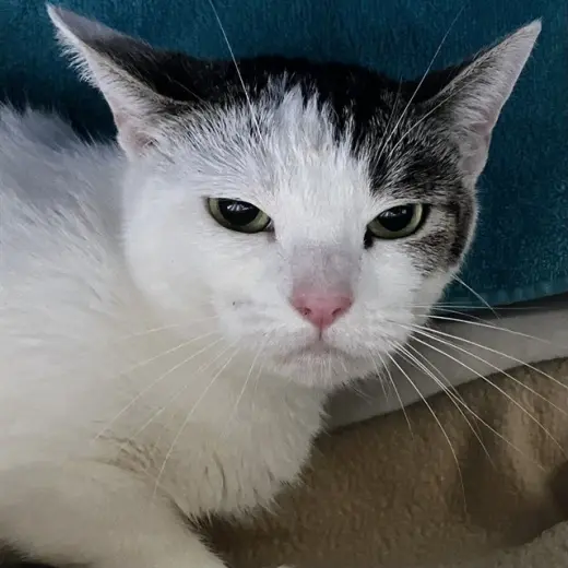 TOASTED MARSHMALLOW