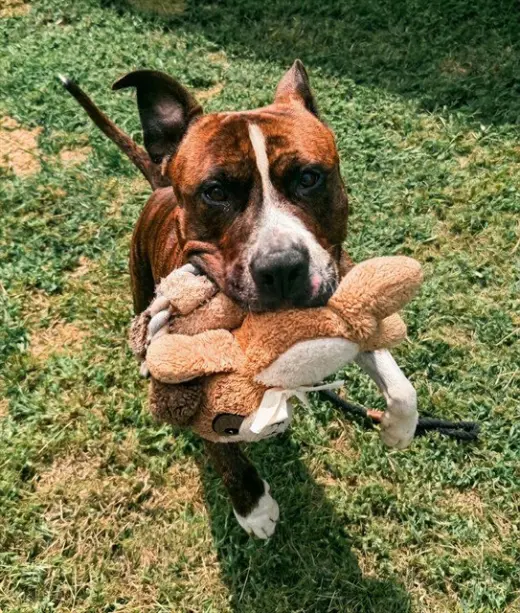 REY