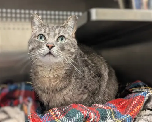 ROCKY (ASC)