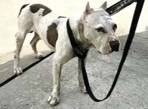 TAZ