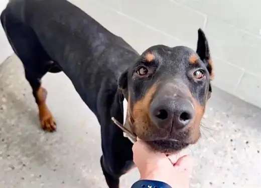 HUGO