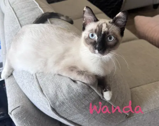 Wanda BONDED with Natasha
