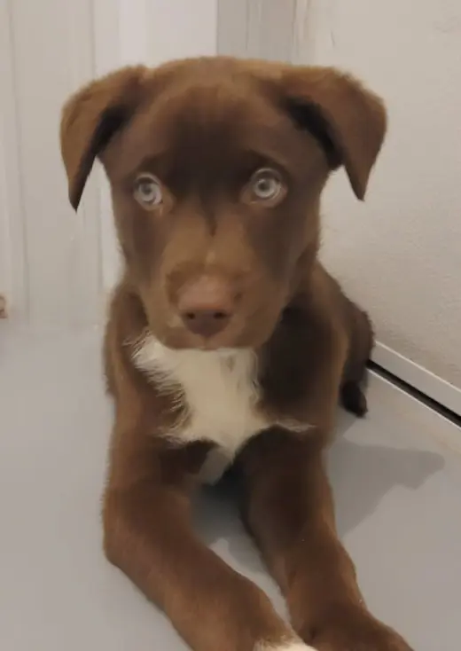 Cooper