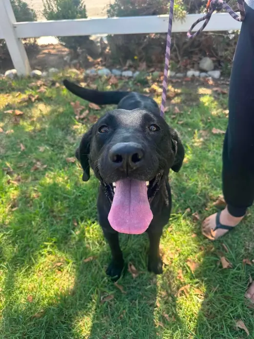 Molly aka Pippa