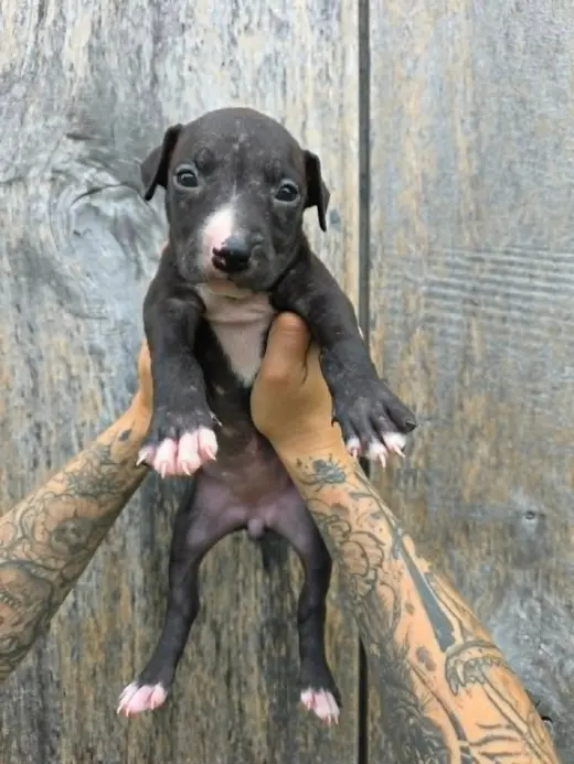 SR Puppy 19/21