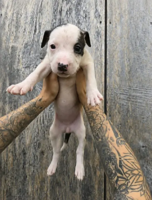 SR Puppy 16/21