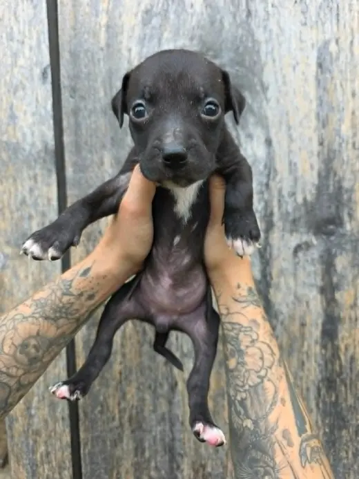 SR Puppy 14/21