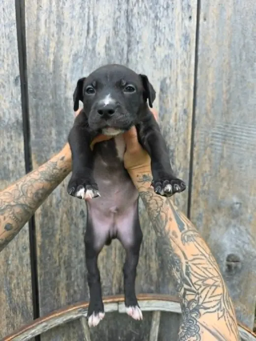 SR puppy 13/21